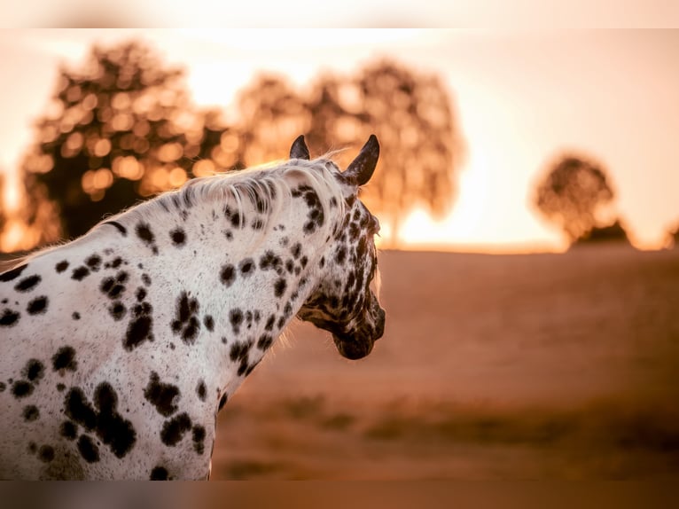 Norico Giumenta 5 Anni 163 cm Leopard in Bad Camberg
