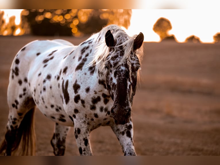 Norico Giumenta 5 Anni 163 cm Leopard in Bad Camberg