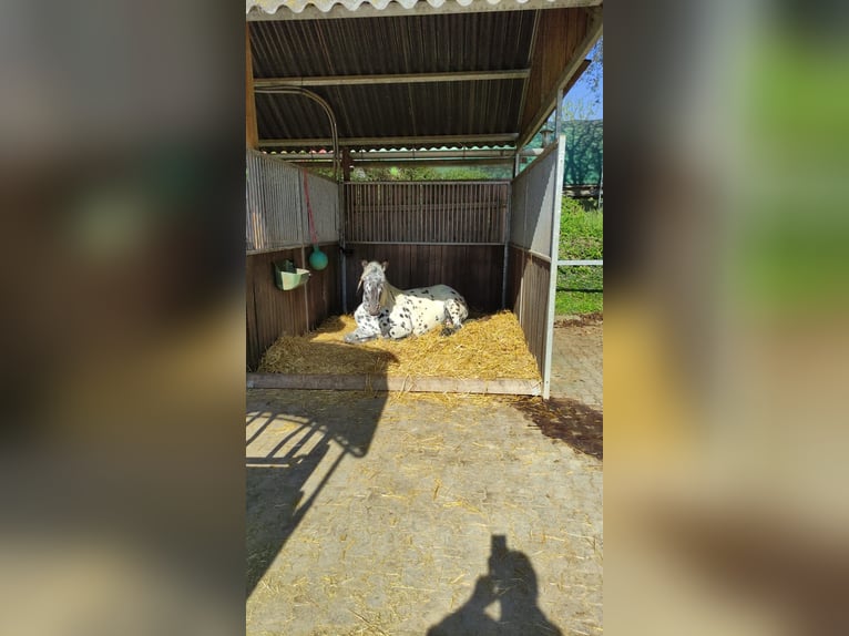 Norico Giumenta 5 Anni 163 cm Leopard in Bad Camberg