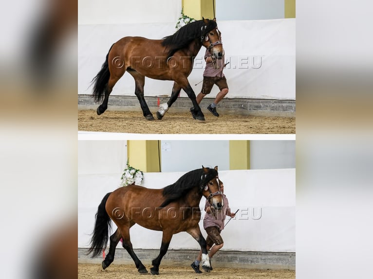 Norico Giumenta 5 Anni 165 cm Baio in Braunau am Inn