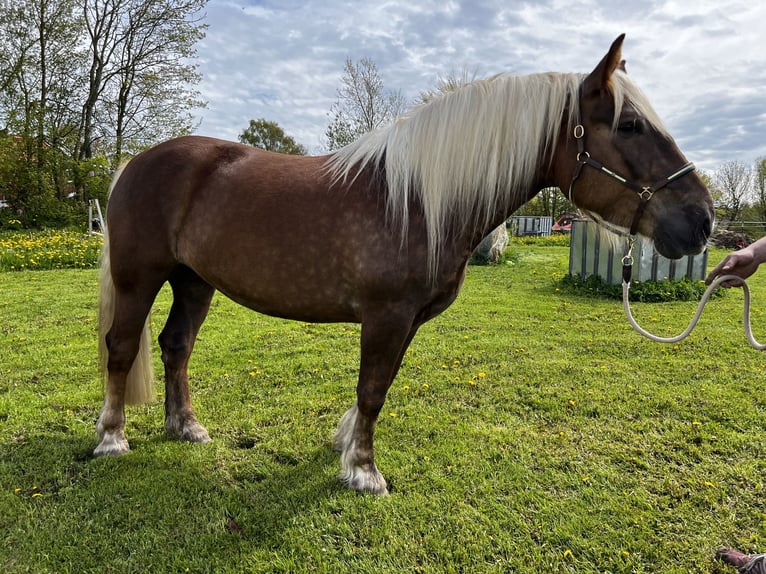 Norico Giumenta 5 Anni 166 cm Sauro scuro in Hasselberg