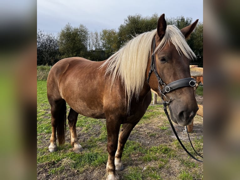 Norico Giumenta 5 Anni 166 cm Sauro scuro in Hasselberg