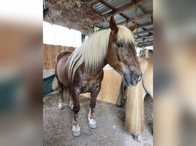 Norico Giumenta 5 Anni 166 cm Sauro scuro in Hasselberg