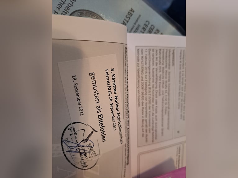 Norico Giumenta 5 Anni in Obertilliach