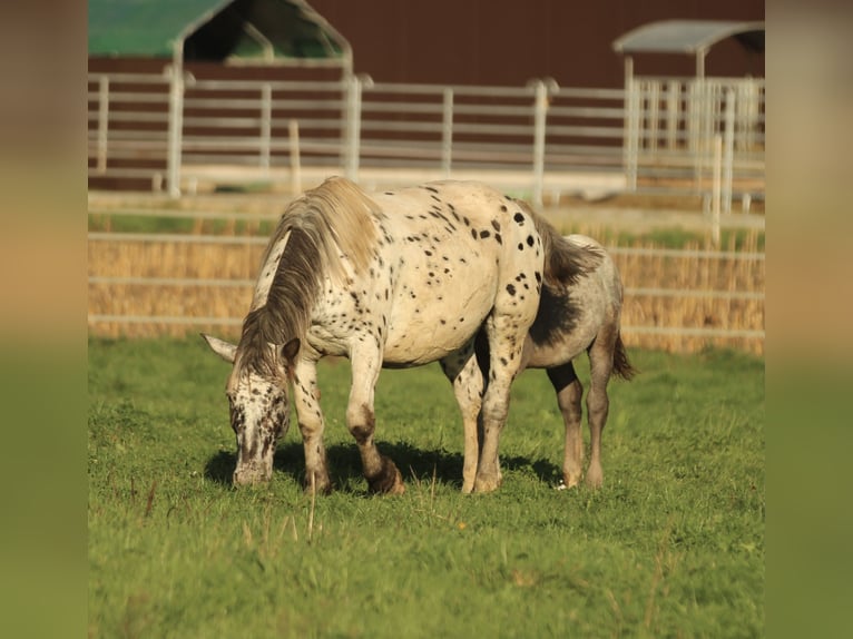 Norico Giumenta 6 Anni 154 cm Leopard in Waldshut-Tiengen