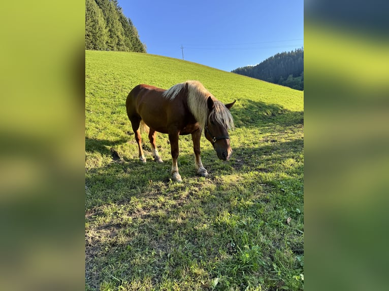 Norico Giumenta 6 Anni 157 cm Sauro ciliegia in Kapfenberg