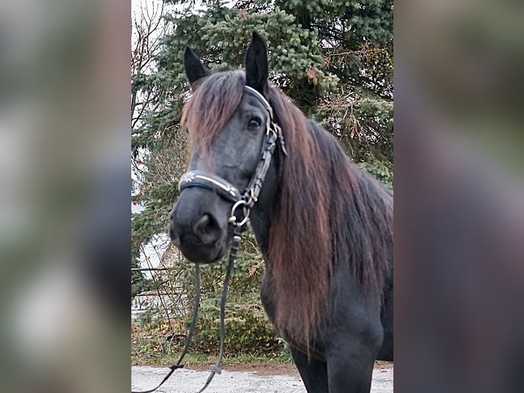 Norico Giumenta 6 Anni 161 cm Morello in Villach