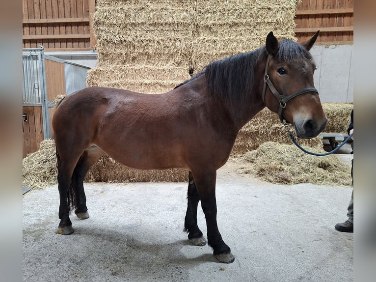 Norico Giumenta 6 Anni 165 cm Baio nero in Mettlen