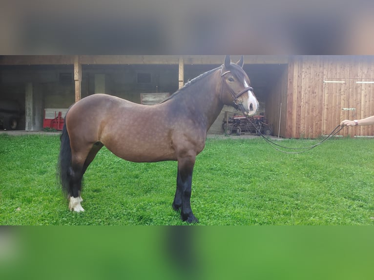 Norico Giumenta 7 Anni 156 cm Baio scuro in Obergottesfeld