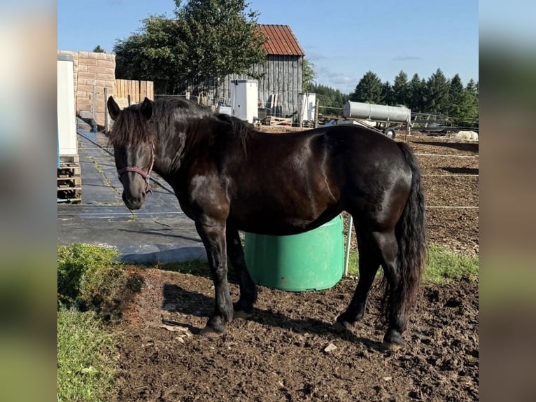 Norico Giumenta 7 Anni 158 cm Morello in Mandelbachtal