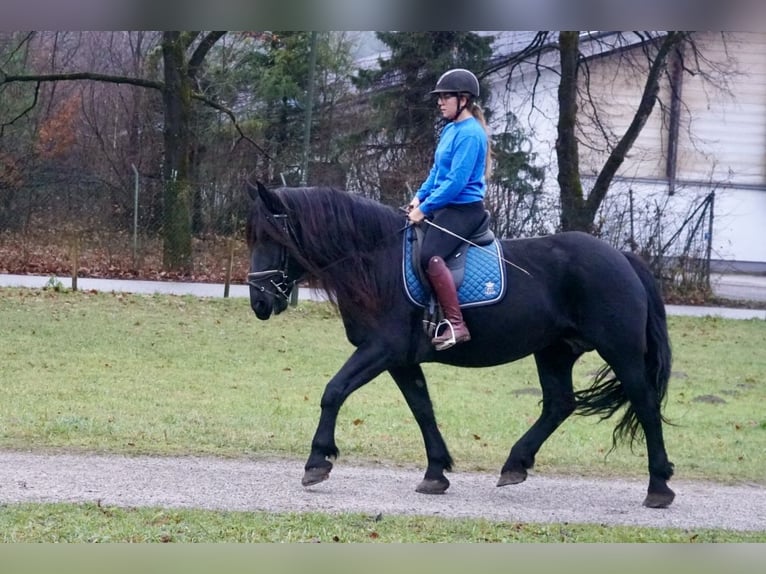 Norico Giumenta 7 Anni 161 cm Morello in Villach
