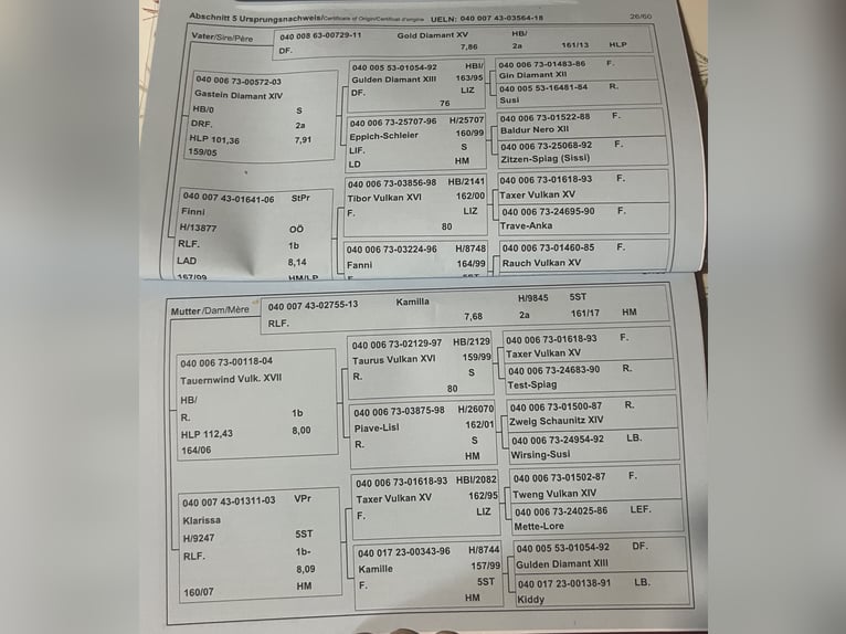 Norico Giumenta 7 Anni 163 cm Sauro in Bretstein