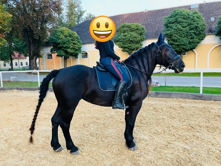 Norico Giumenta 7 Anni 164 cm Morello in Vorderberg