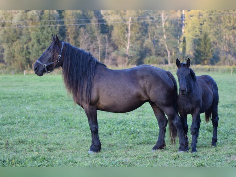 Norico Giumenta 7 Anni 164 cm Morello in Vorderberg