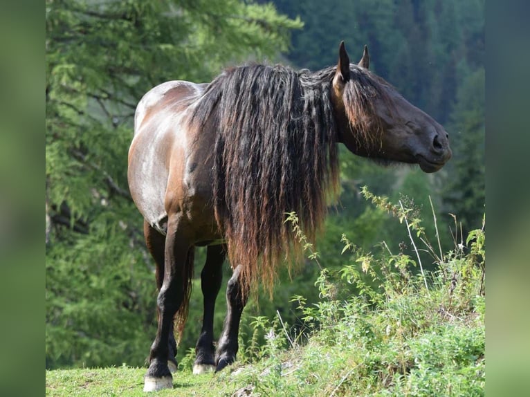 Norico Giumenta 7 Anni 164 cm Morello in Vorderberg
