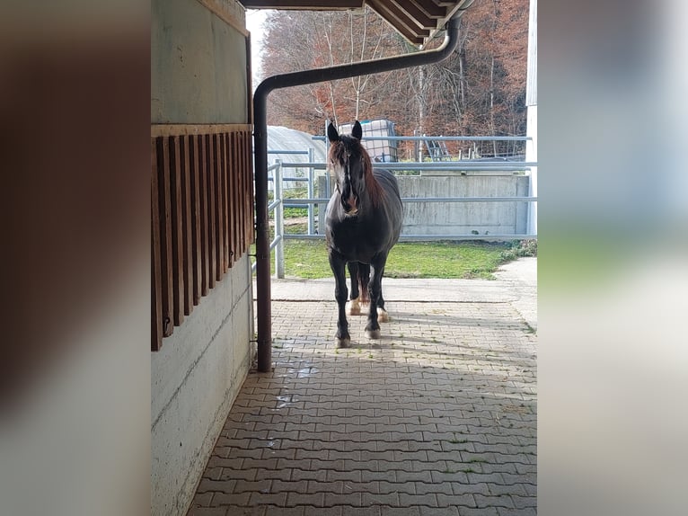 Norico Giumenta 7 Anni Morello in Innerberg