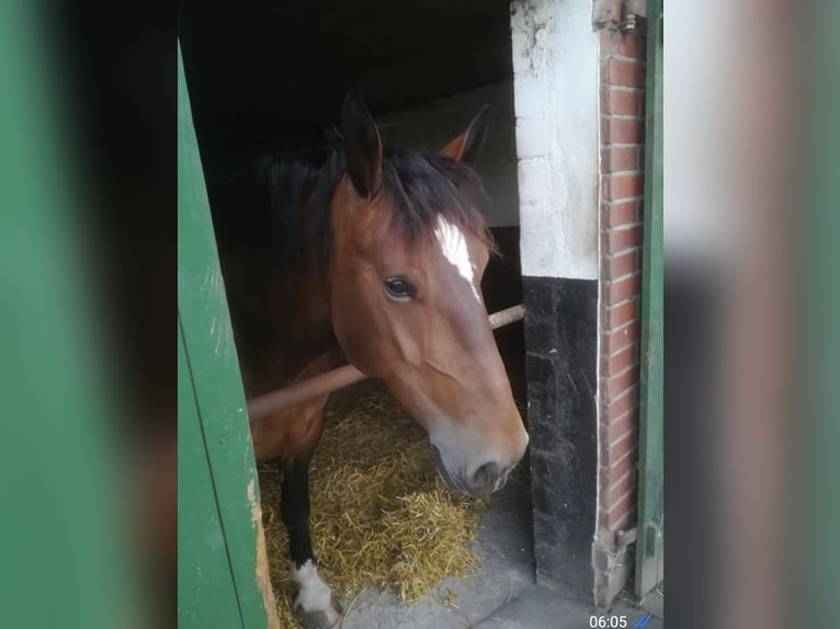 Norico Giumenta 8 Anni 154 cm Baio in Nordwalde