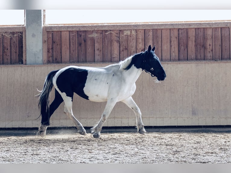 Norico Giumenta 8 Anni 160 cm Pezzato in Kraiburg am Inn