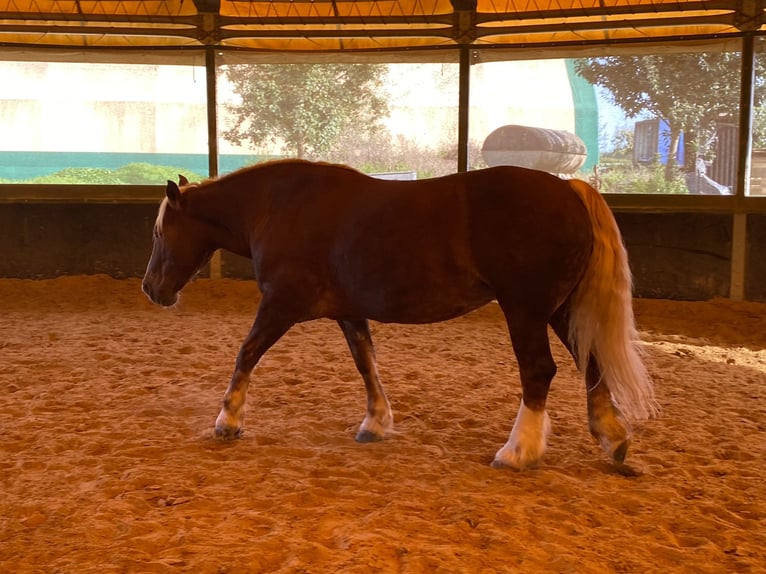 Norico Giumenta 8 Anni 160 cm Sauro scuro in Neuss