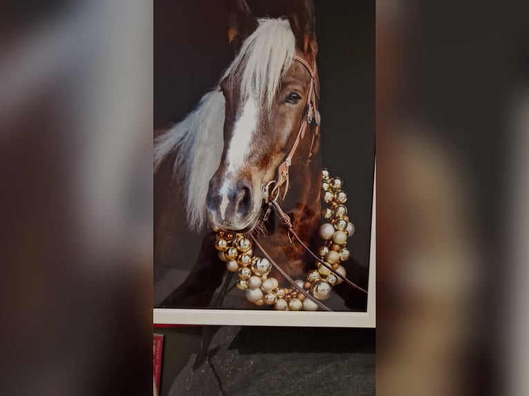 Norico Giumenta 8 Anni 160 cm Sauro scuro in Neuss