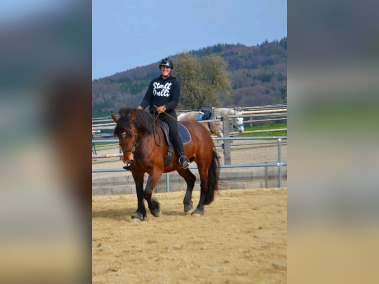 Norico Giumenta 8 Anni 164 cm Baio in Texing