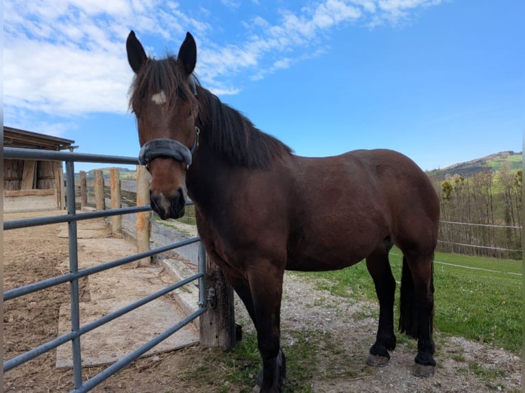 Norico Giumenta 8 Anni 164 cm Baio in Texing