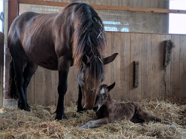 Norico Giumenta 8 Anni 164 cm Baio in Texing