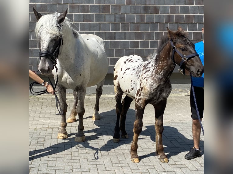 Norico Giumenta 8 Anni 165 cm Grigio in St. Peter am Kammersberg