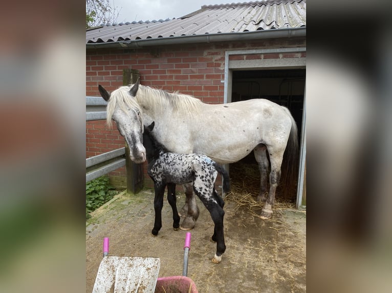 Norico Giumenta 8 Anni 165 cm Grigio in St. Peter am Kammersberg
