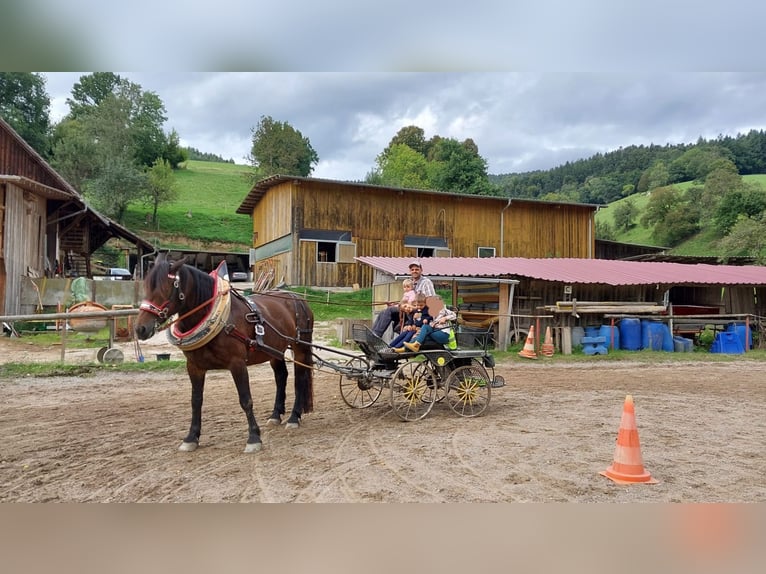 Norico Giumenta 8 Anni  in Klettgau