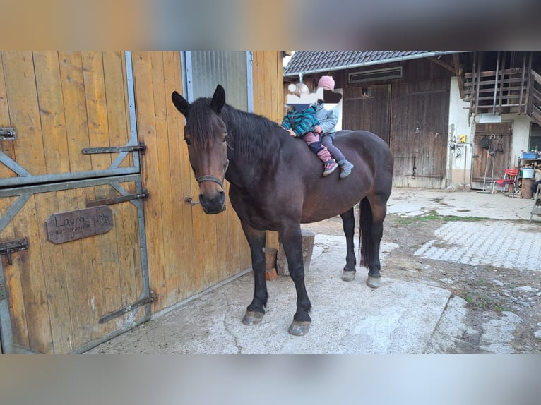 Norico Giumenta 8 Anni  in Klettgau