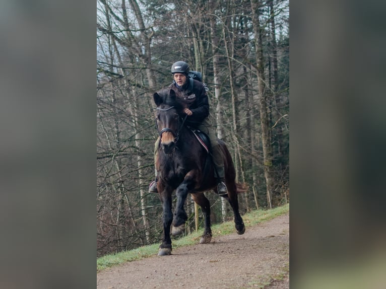 Norico Giumenta 8 Anni  in Klettgau