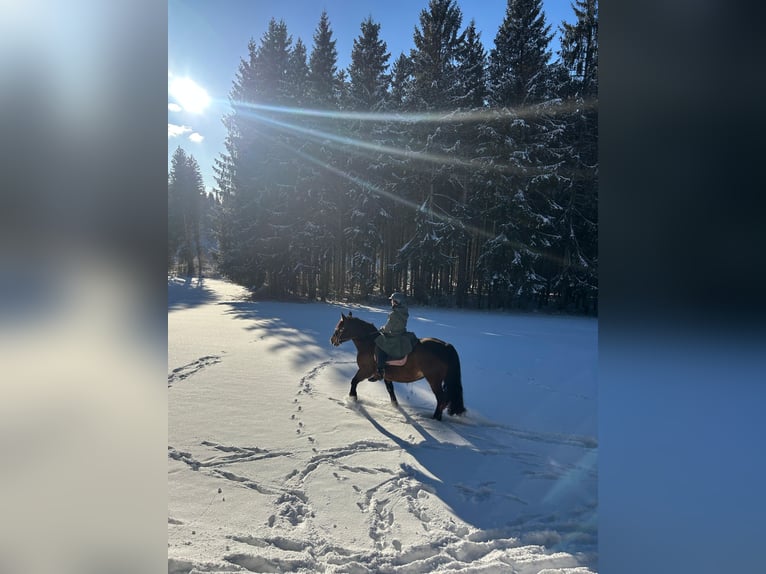 Norico Giumenta 9 Anni 155 cm Baio scuro in Buchenberg