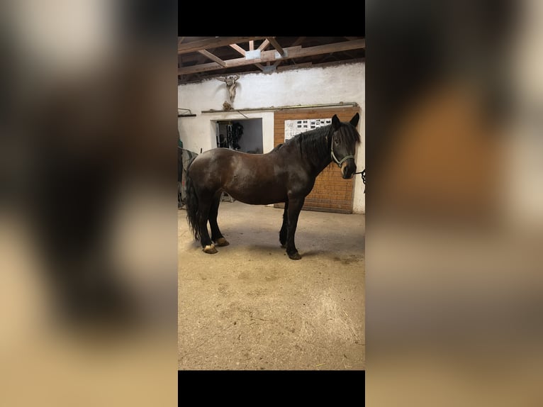 Norico Giumenta 9 Anni 158 cm Baio scuro in Altenhof am Hausruck