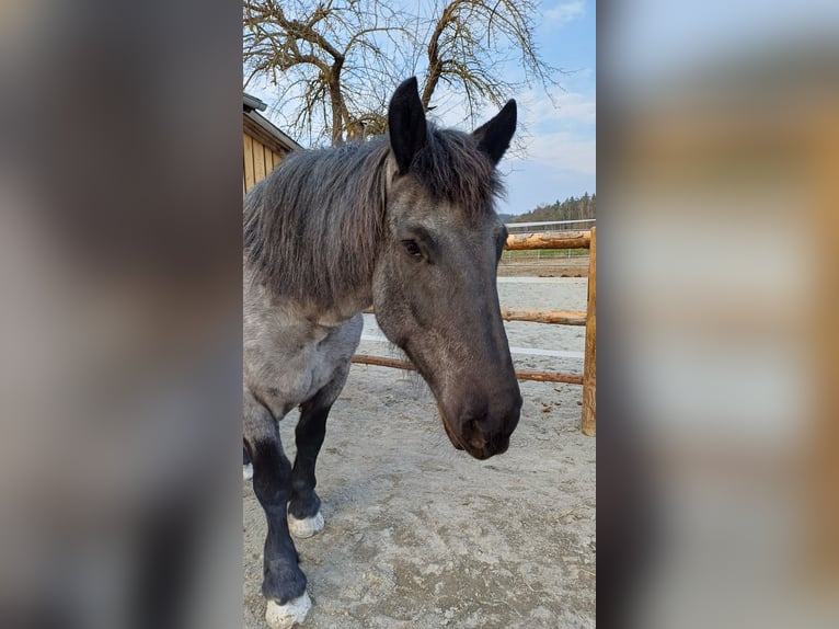 Norico Giumenta 9 Anni 158 cm Leardo in Kirchroth