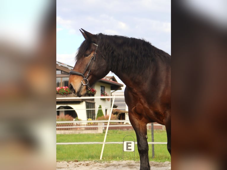 Norico Giumenta 9 Anni 160 cm Baio in Kirchbichl