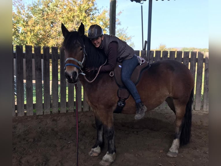 Norico Giumenta 9 Anni 163 cm Baio in Viersen