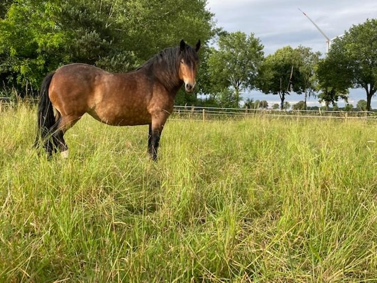 Norico Giumenta 9 Anni 163 cm Baio in Viersen