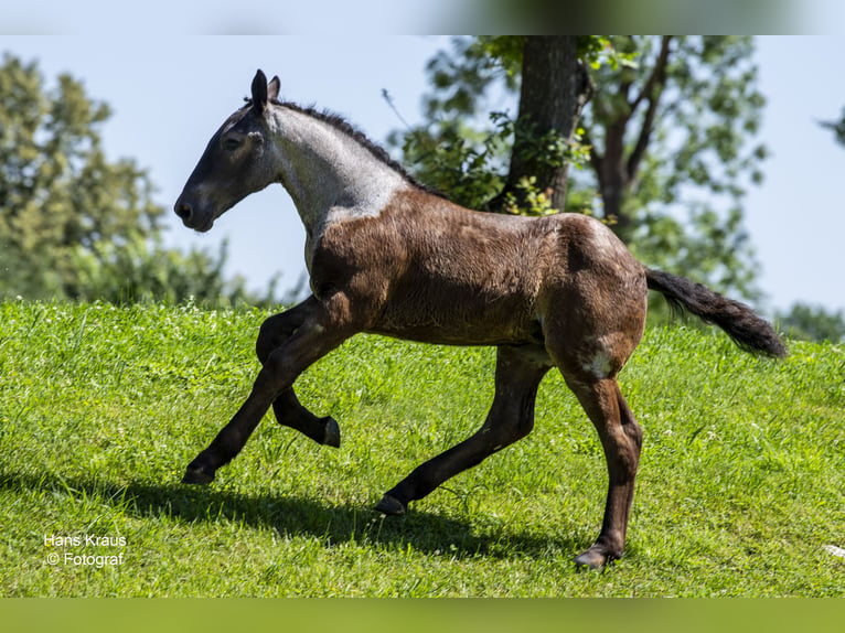 Norico Giumenta Puledri (03/2024) 160 cm Grigio in Lambach