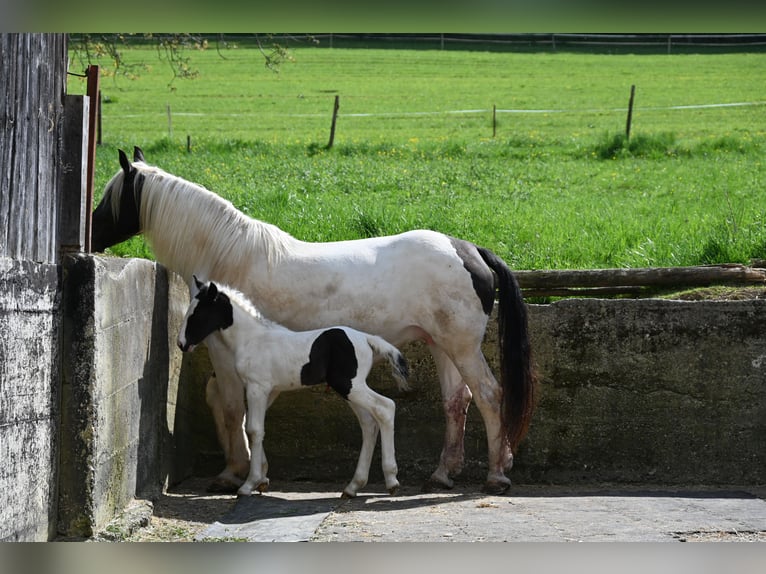 Norico Giumenta Puledri (05/2026)  in Klettgau
