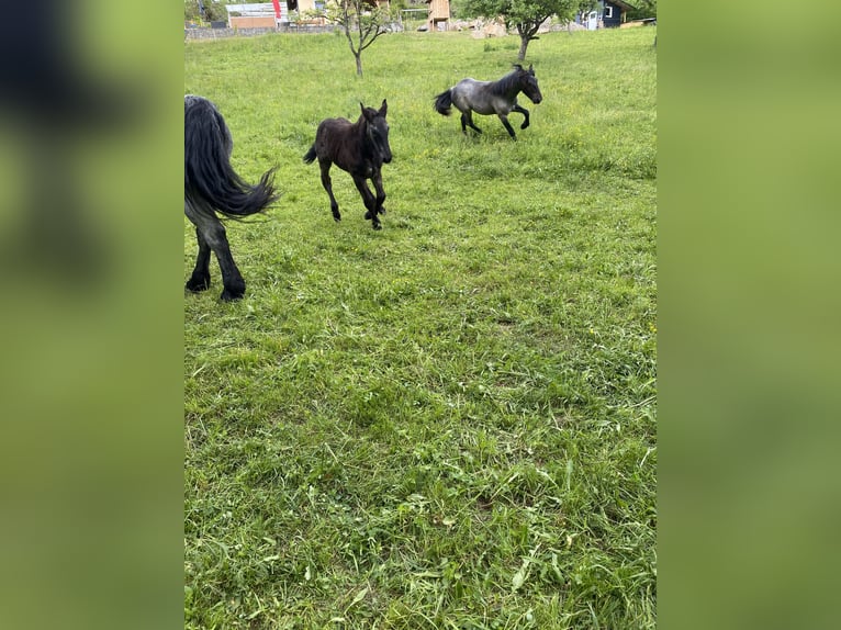 Norico Giumenta  Leardo in Rothenthurn