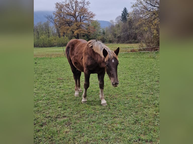 Norico Giumenta Puledri (03/2024) Sauro scuro in Oberschütt