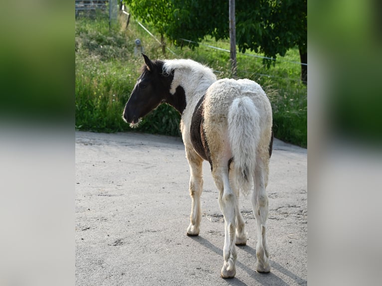 Norico Giumenta Puledri (01/2025) Tobiano-tutti i colori in Klettgau