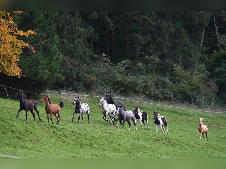 Norico Giumenta Puledri (01/2025) Tobiano-tutti i colori in Klettgau