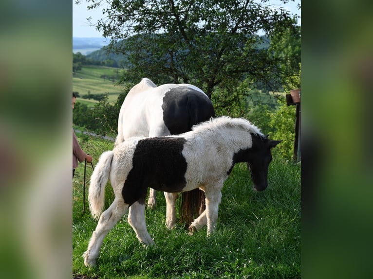 Norico Giumenta Puledri (01/2025) Tobiano-tutti i colori in Klettgau