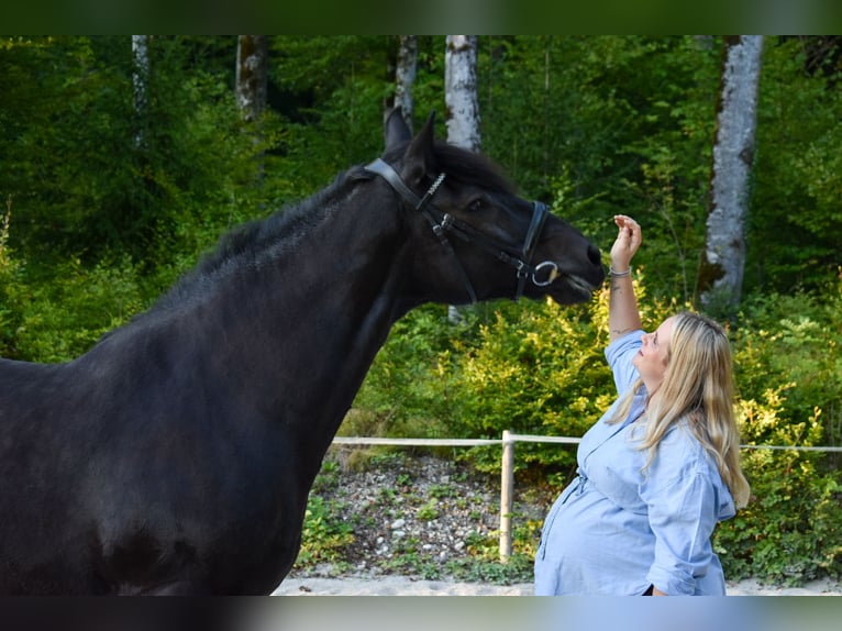 Nórico Semental 16 años Negro in Bad Ischl