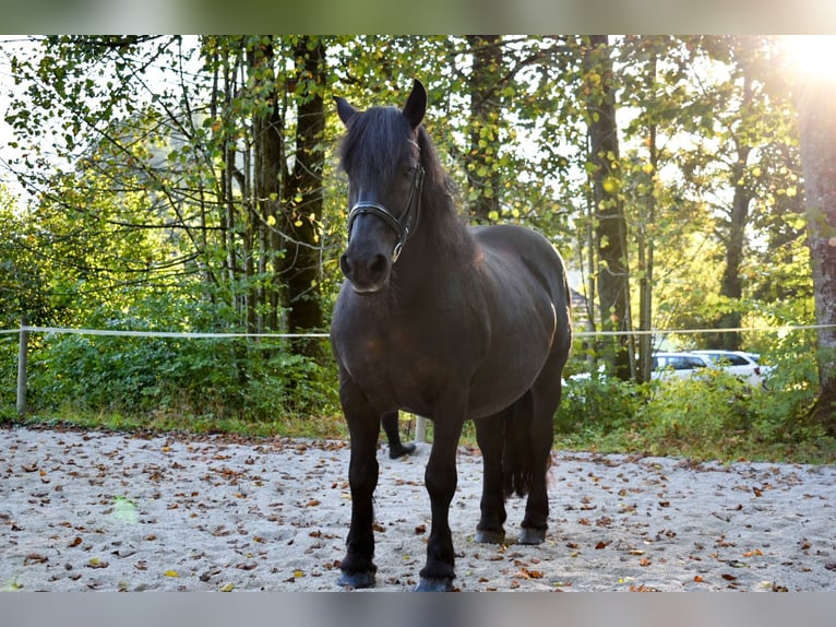 Nórico Semental 16 años Negro in Bad Ischl