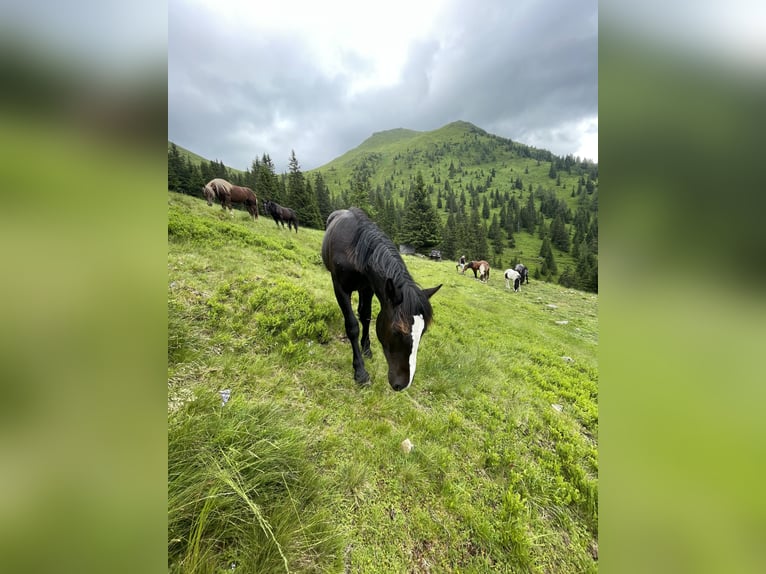 Nórico Semental 1 año 150 cm Negro in Taiskirchen im Innkreis