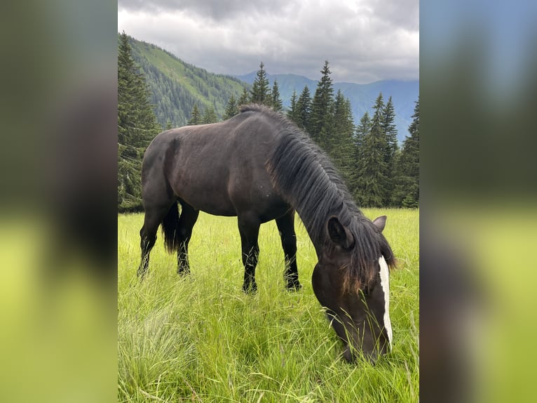 Nórico Semental 1 año 150 cm Negro in Taiskirchen im Innkreis