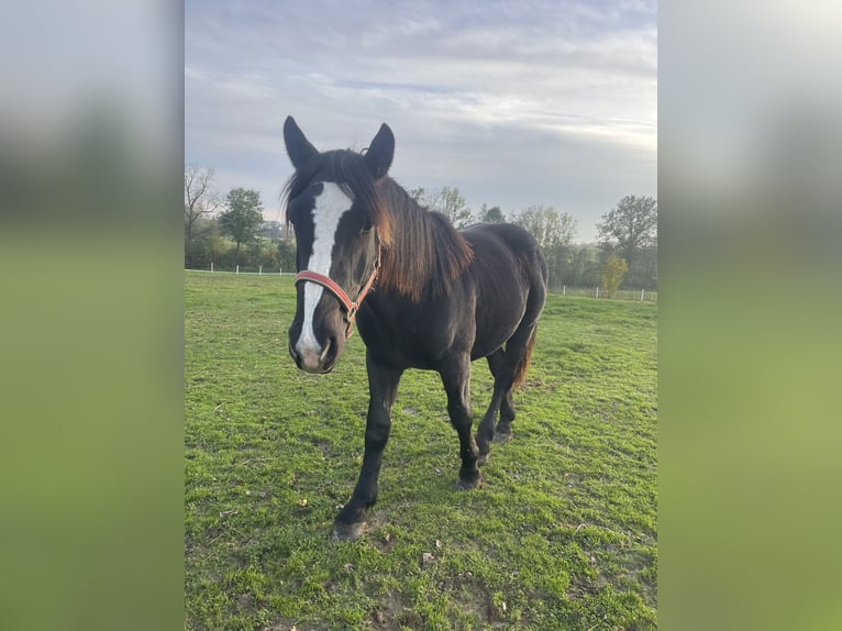 Nórico Semental 1 año 150 cm Negro in Taiskirchen im Innkreis